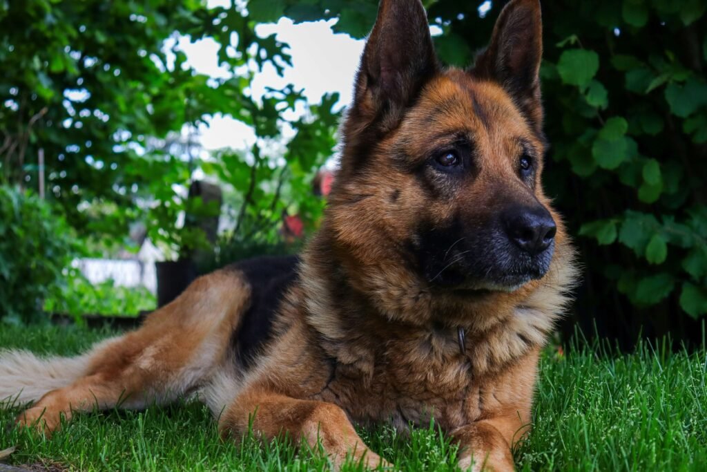Understanding Dog Thyroid Cancer: Best 7 Expert Tips!