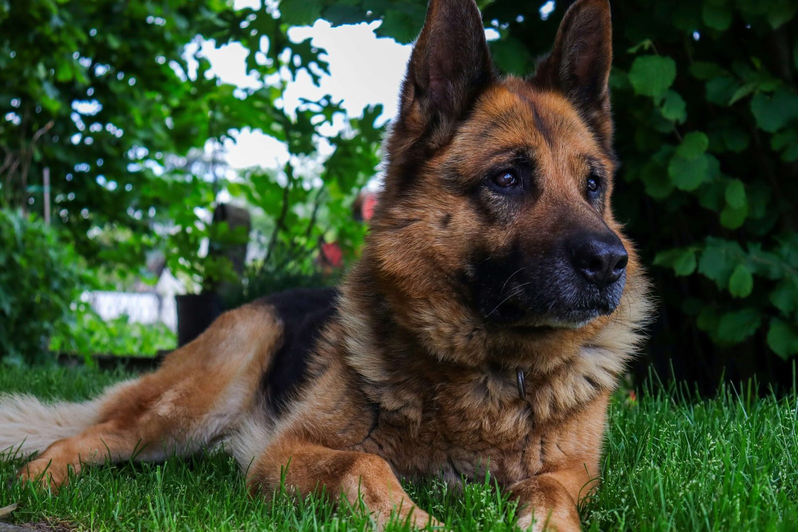 Understanding Dog Thyroid Cancer: Best 7 Expert Tips!