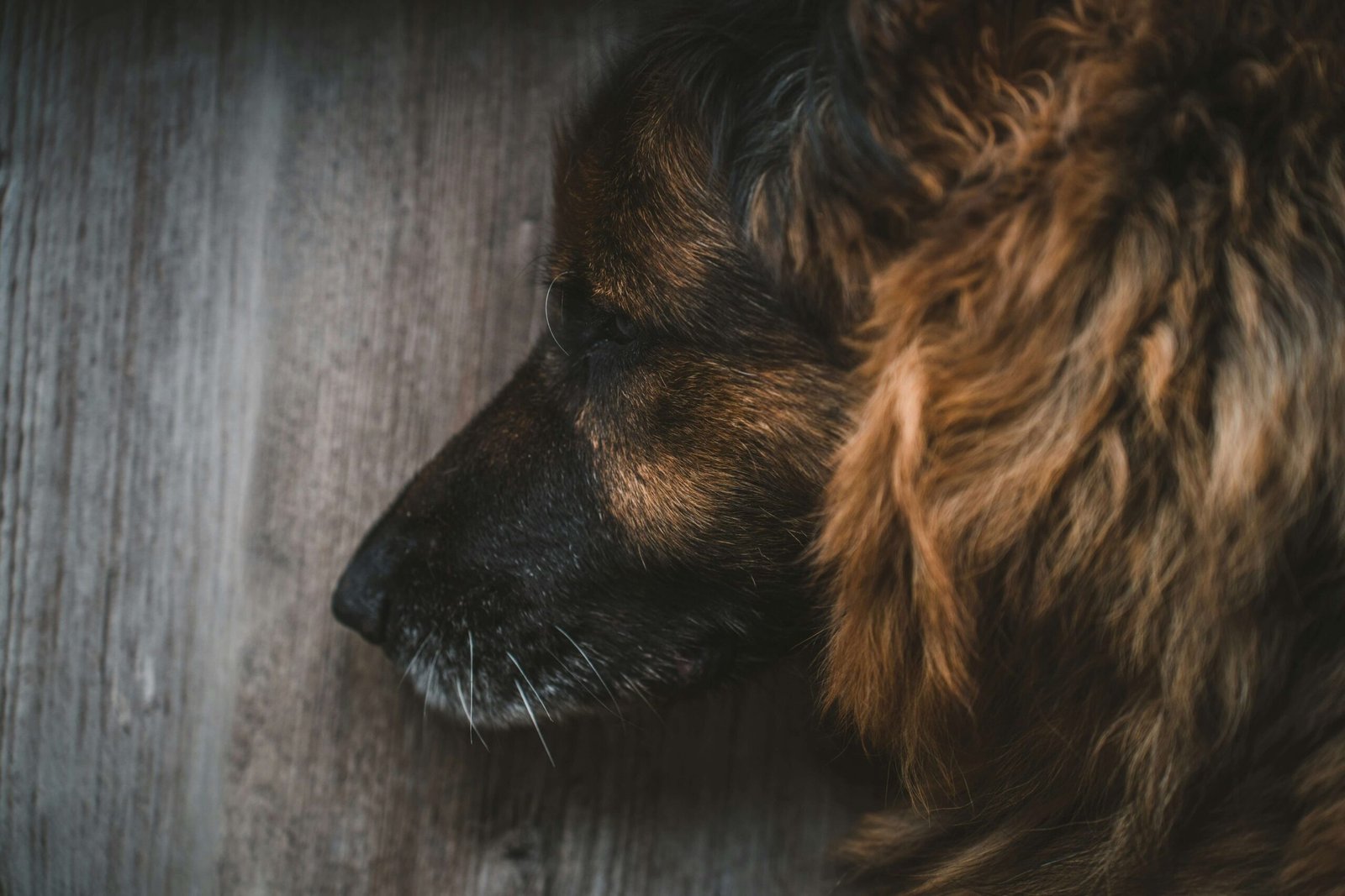 Food for Sick Dogs: Best 7 Expert Tips!