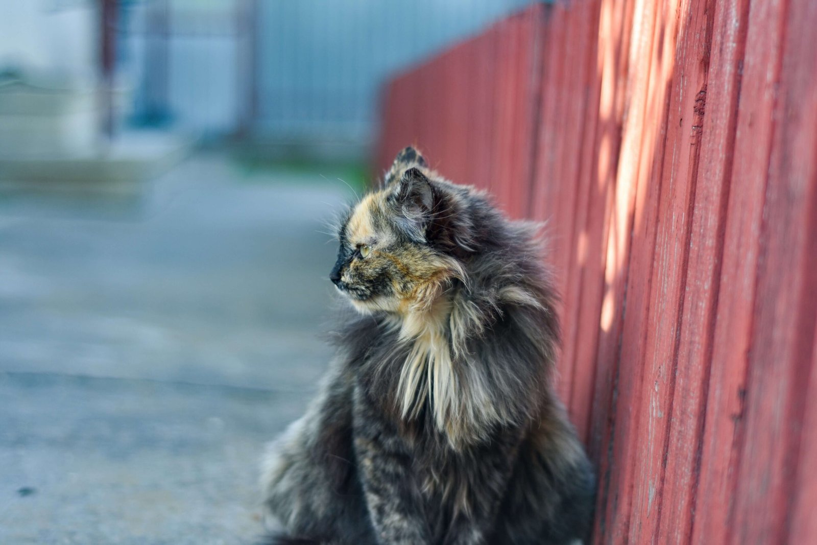 American Longhair Cat: Best 7 Expert Tips!
