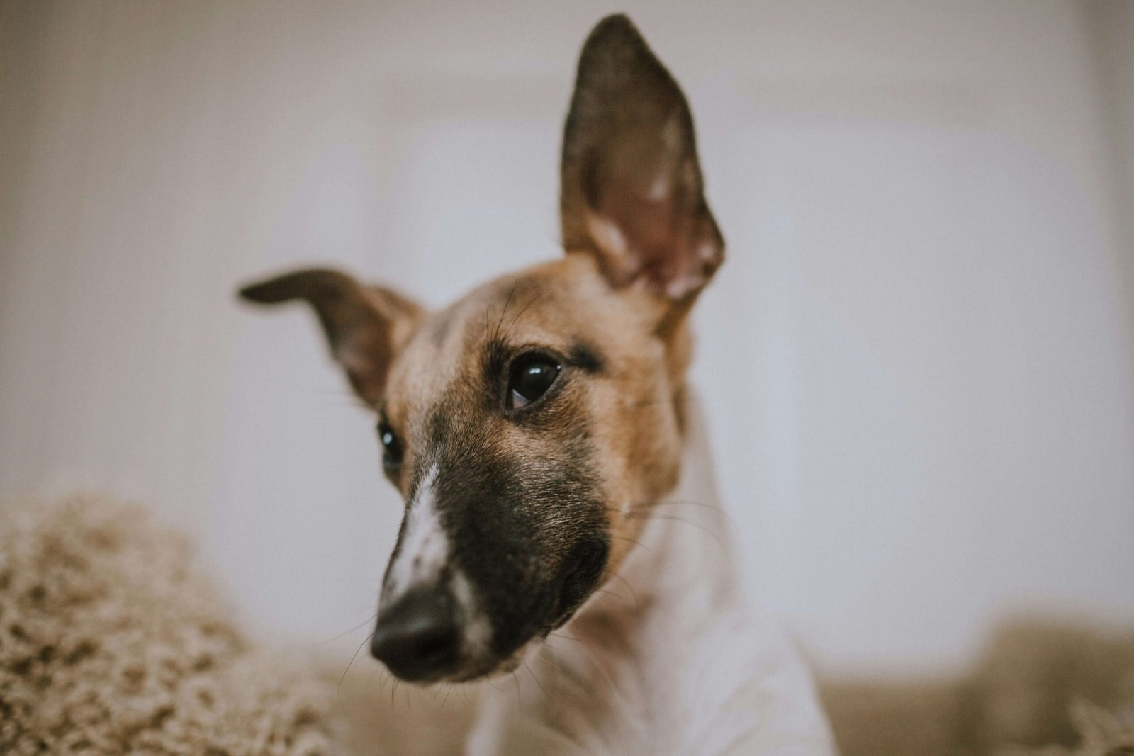 Understanding Dog Ear Hematoma and Cauliflower Ear: Best 7 Tips