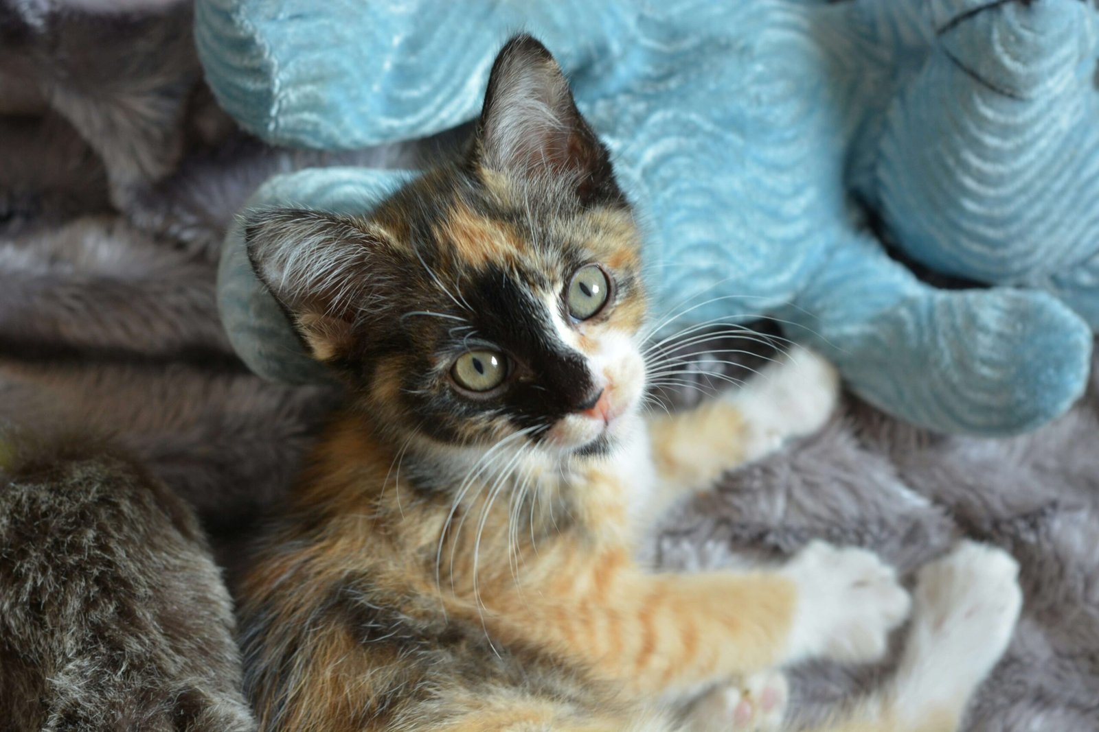 How Often Can You Bathe a Cat? Best 7 Expert Tips!