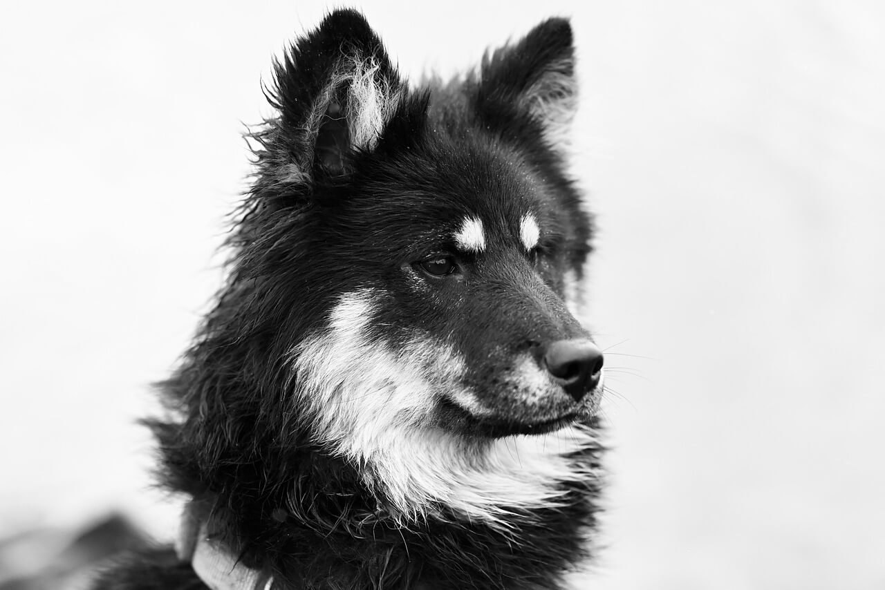 Understanding Entropion Surgery for Dogs: Best 7 Tips!