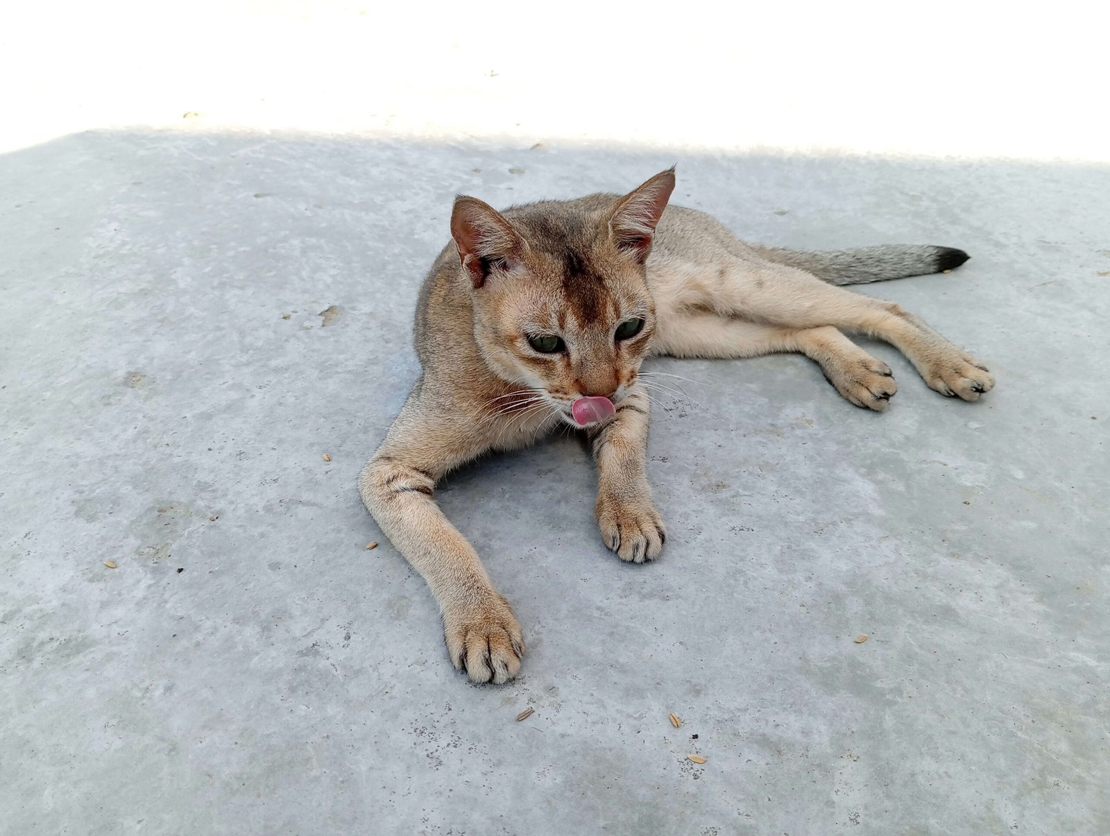 Can Cats Have Chicken Broth? Best 7 Expert Tips!