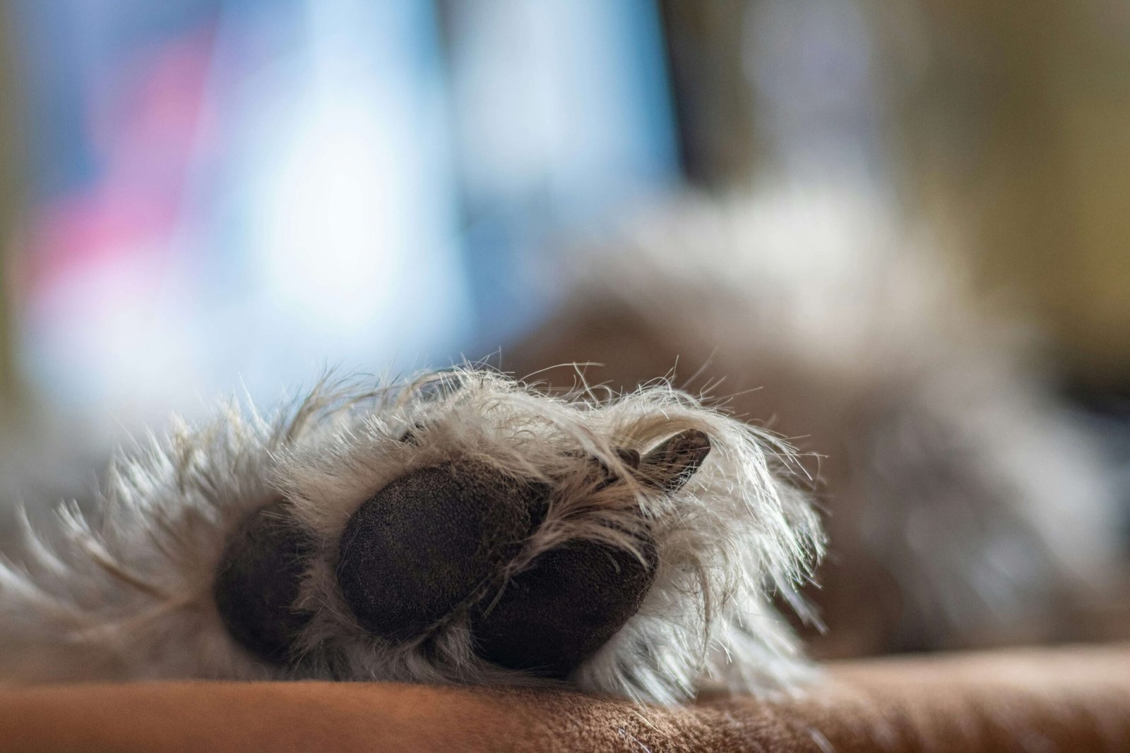 Understanding Blood Blisters on Dog Paws: Best 7 Tips!