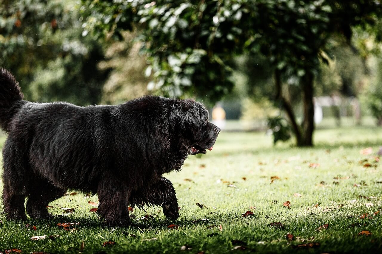 Understanding Ovariohysterectomy in Dogs: Best 7 Tips!