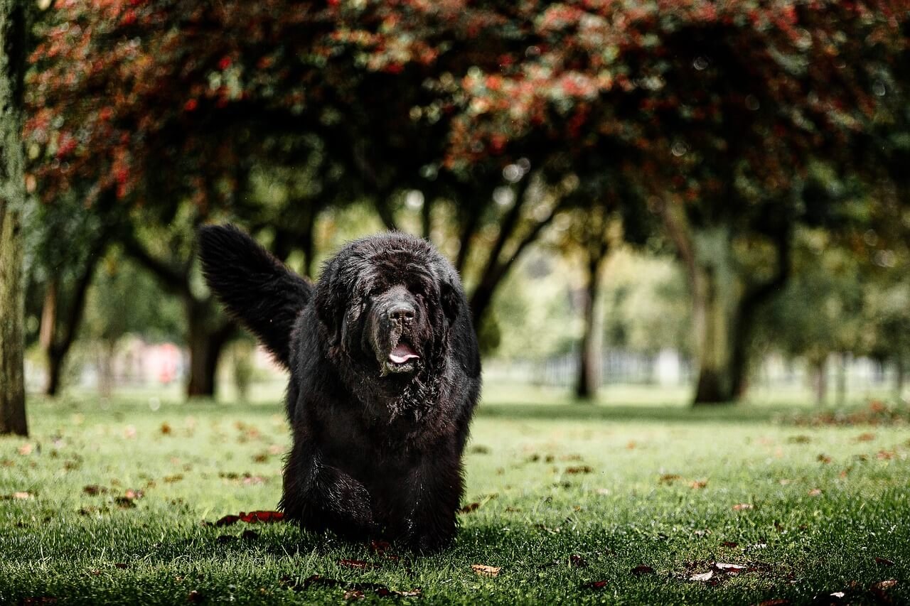Chubby Dog Breeds: Best 7 Expert Tips!