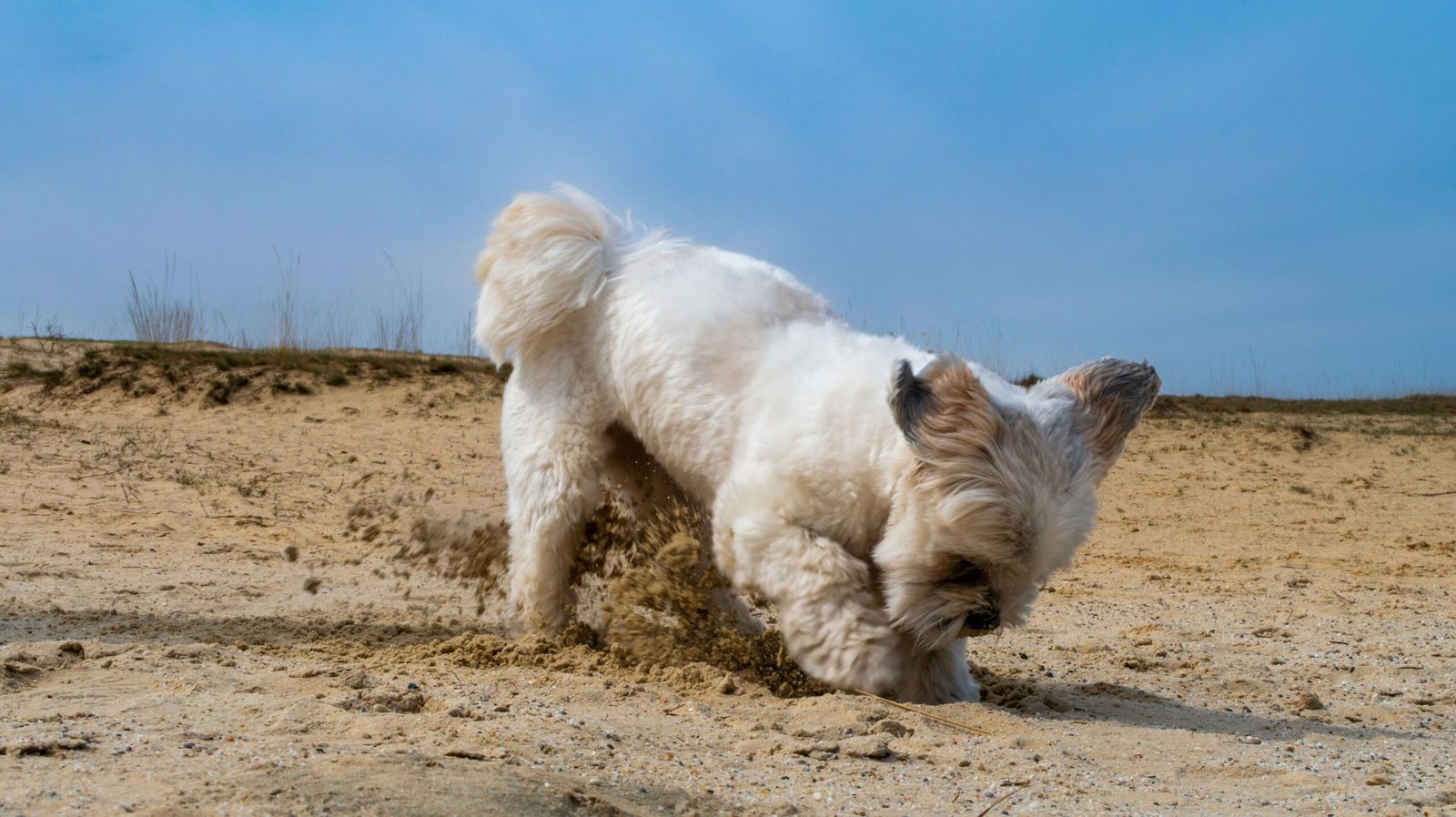How to Stop Your Dog from Digging in the Yard: Best 7 Tips!