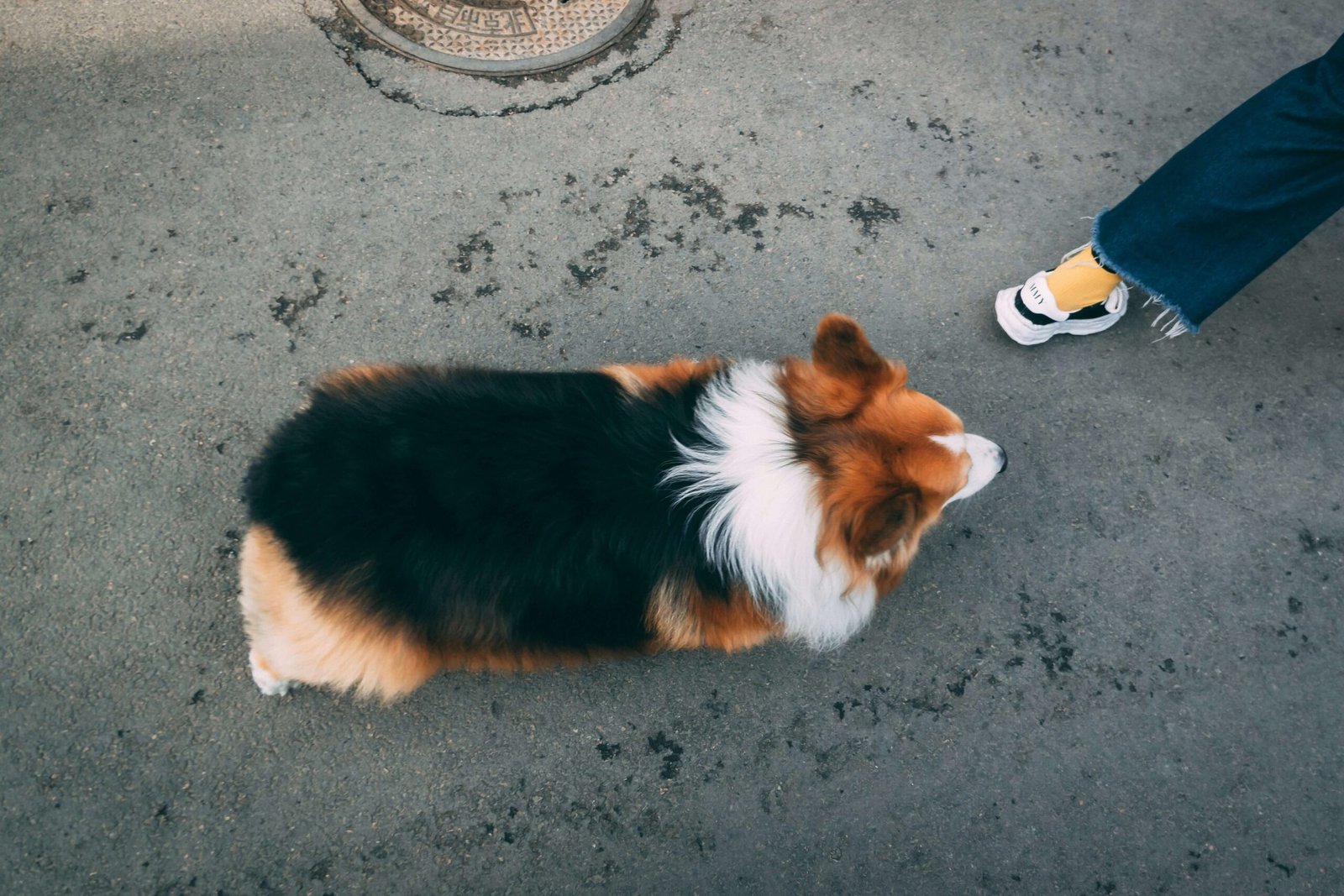 What Happens When Your Dog Eats White Chocolate? Best 7 Tips