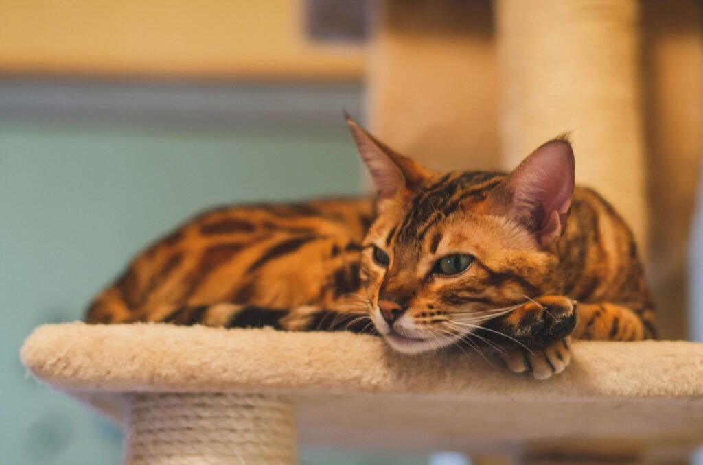 Most Expensive Cat Breeds: Best 7 Expert Tips!