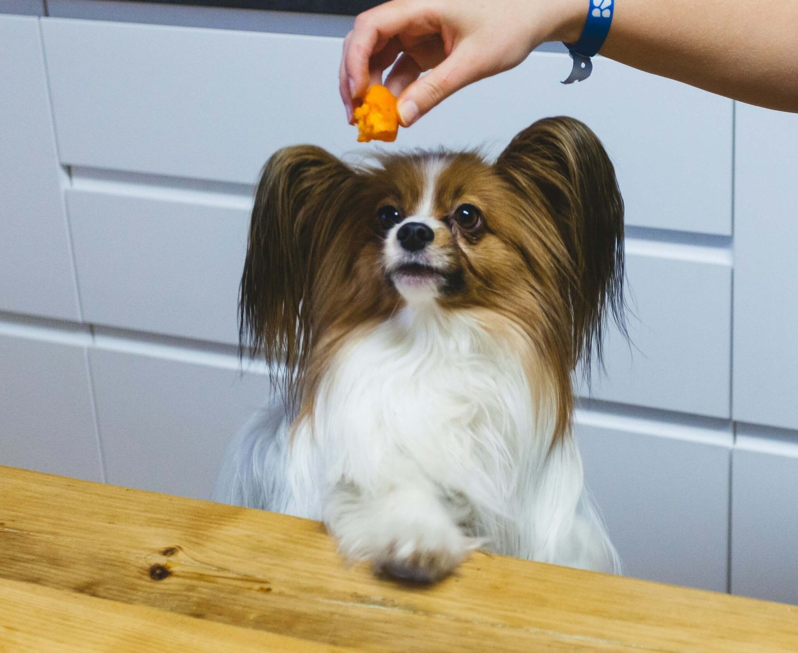 Can Dogs Eat Cantaloupe? Best 7 Expert Tips!