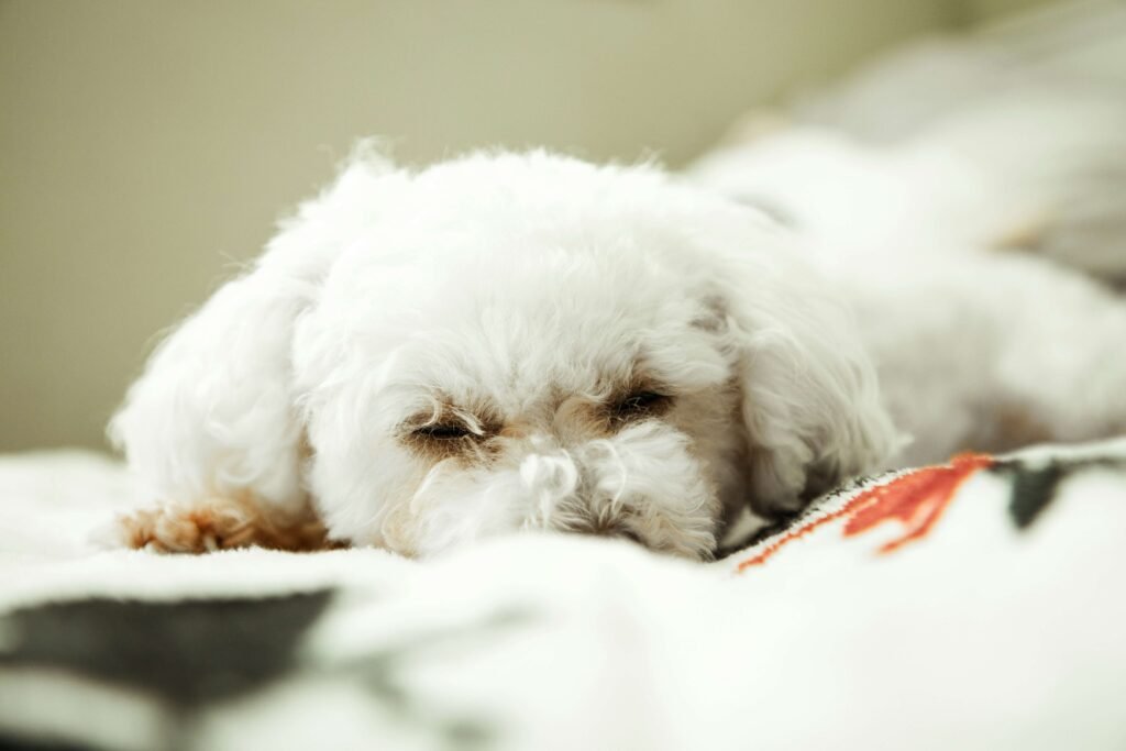 No Bake Dog Treats Recipe: Best 7 Expert Tips!