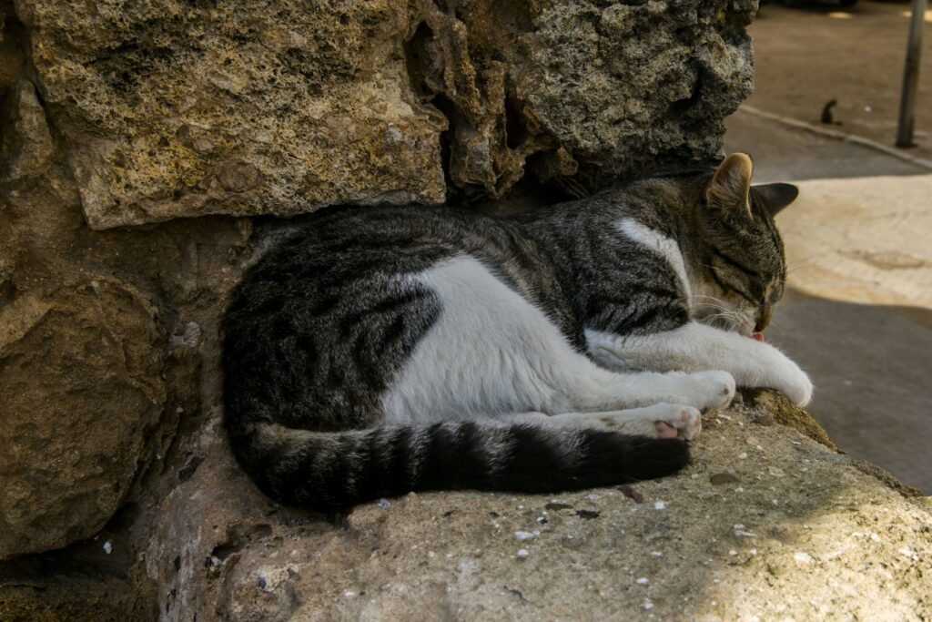 How to Get Your Cat to Drink More Water: Best 7 Tips!