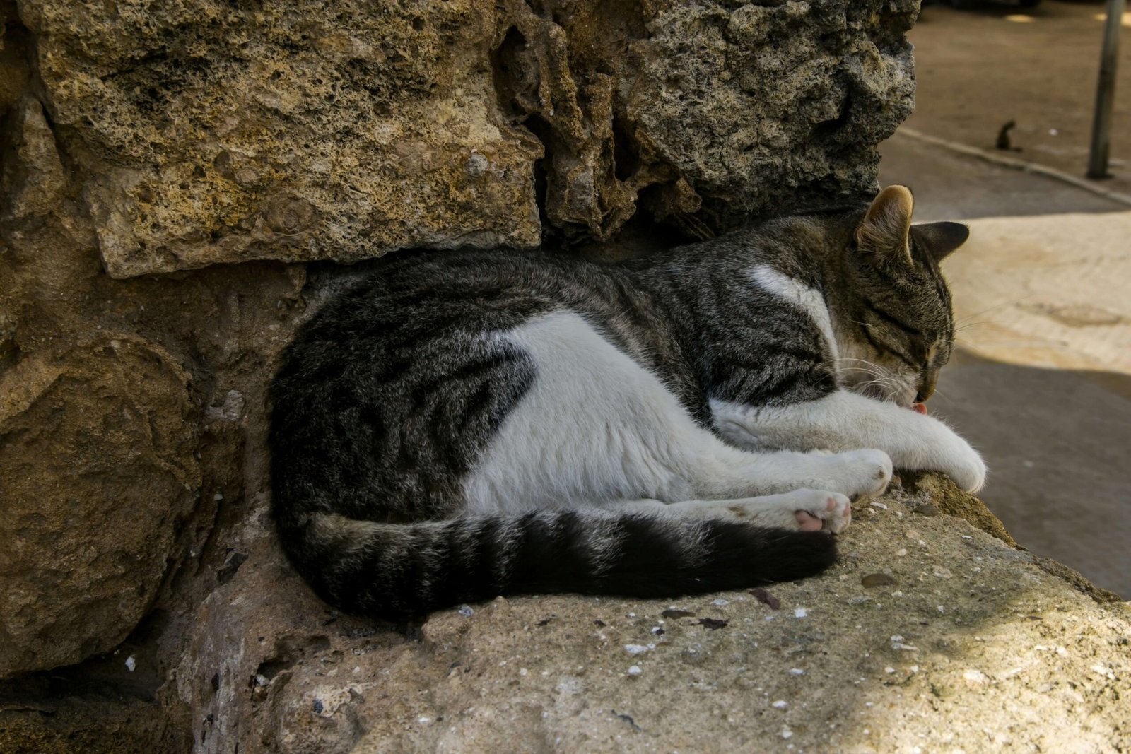 How to Get Your Cat to Drink More Water: Best 7 Tips!