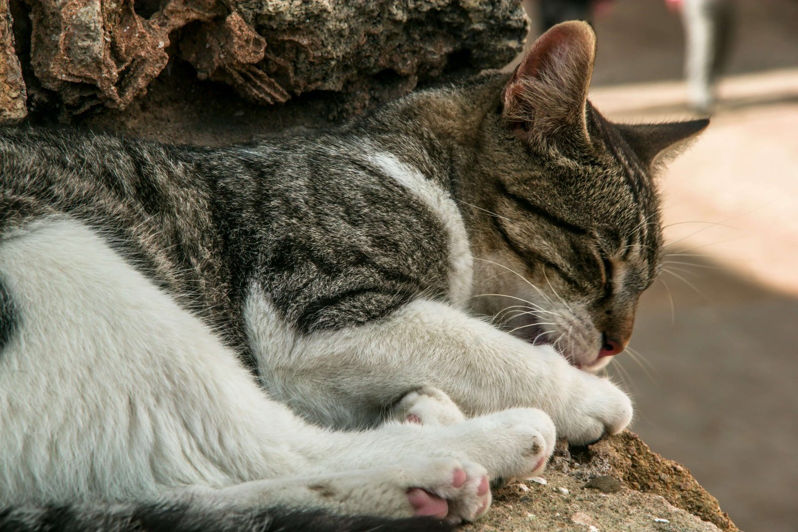Understanding Cat Eye Cancer: Best 7 Expert Tips!