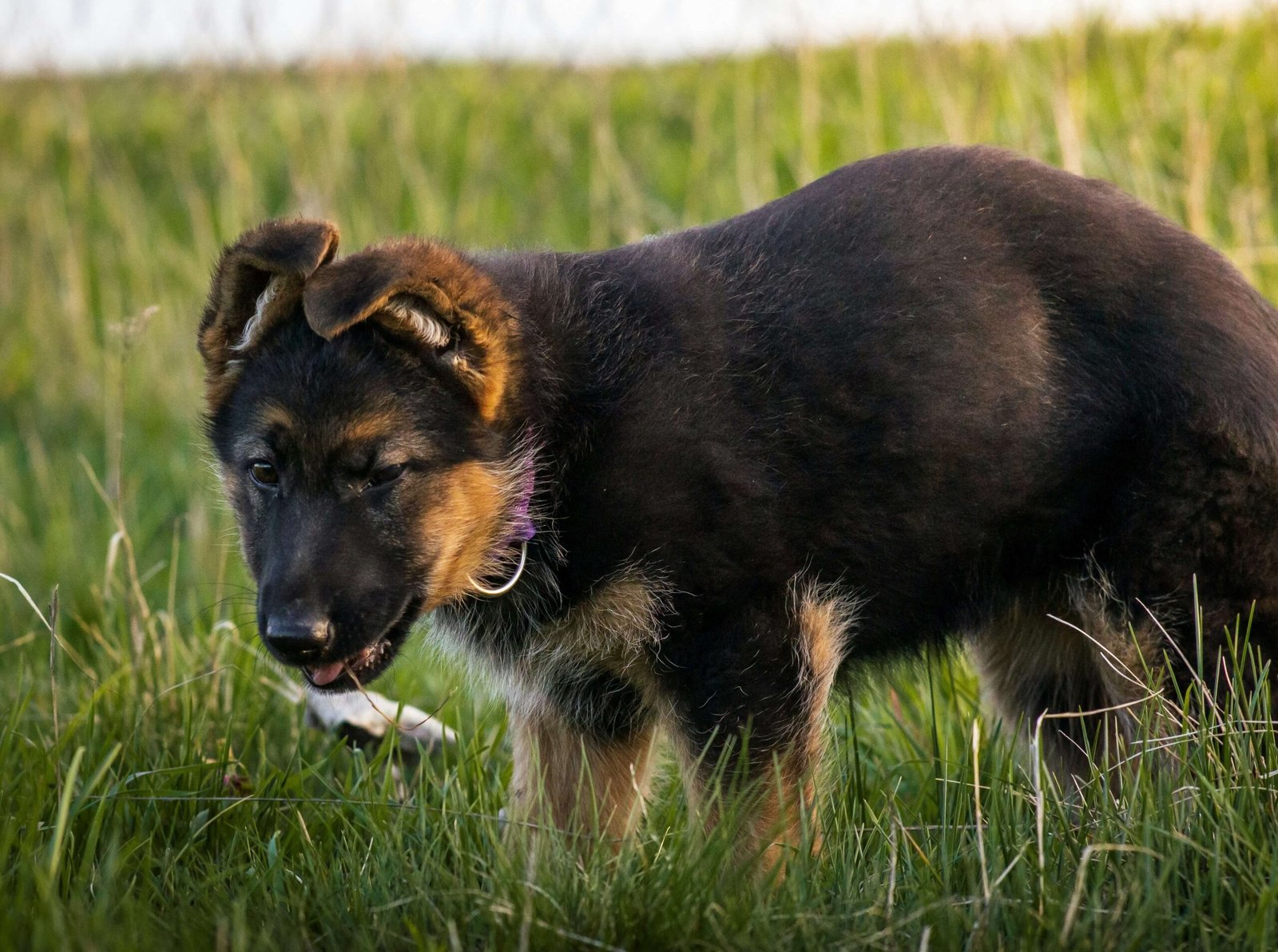 Do Dogs Get Pregnant Every Time They Mate? Best 7 Time!