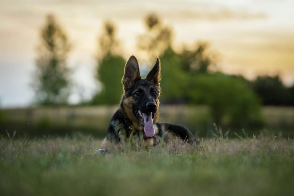 Why Is My Dog Eating Grass Frantically? Best 7 Tips!
