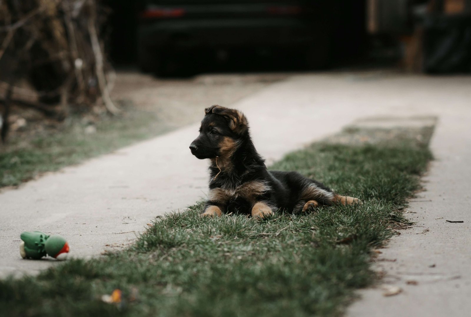 Understanding Dog Progesterone Tests: Best 7 Expert Tips!