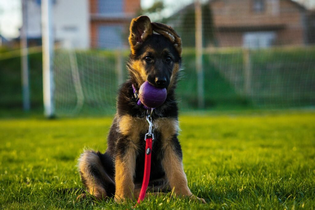 Unlocking the Power of German Dog Commands: Best 7 Tips!