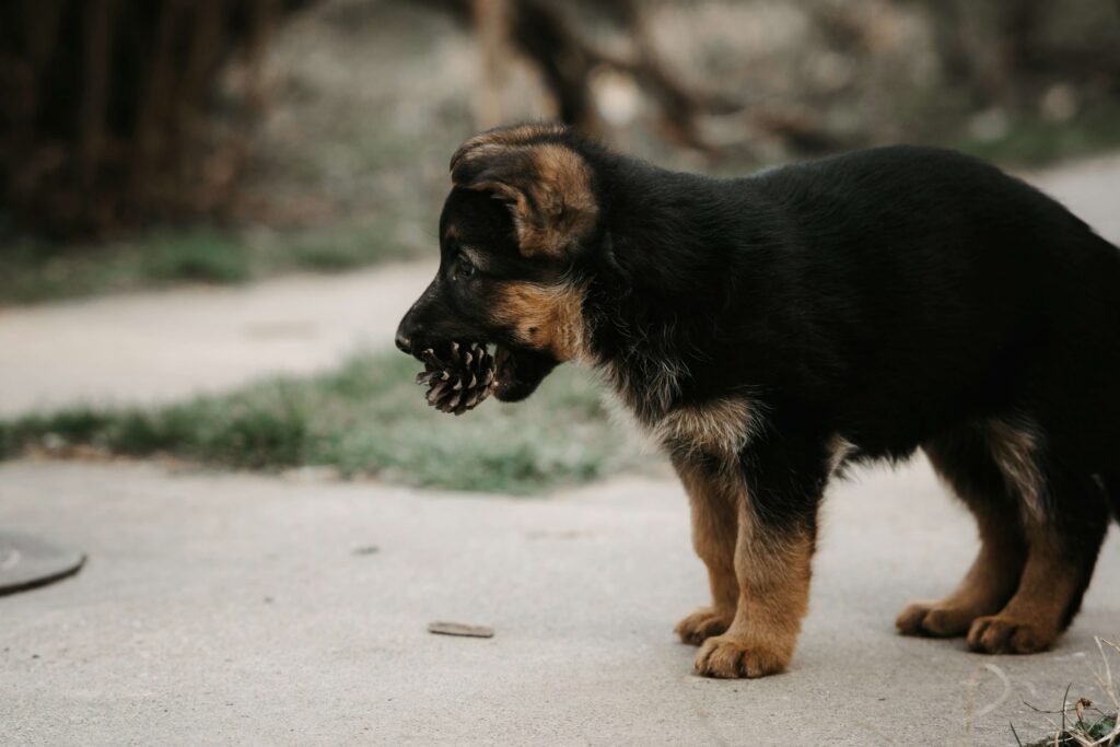 Gingerbread Dog Treats Your Pup Will Love: Best 7 Tips!