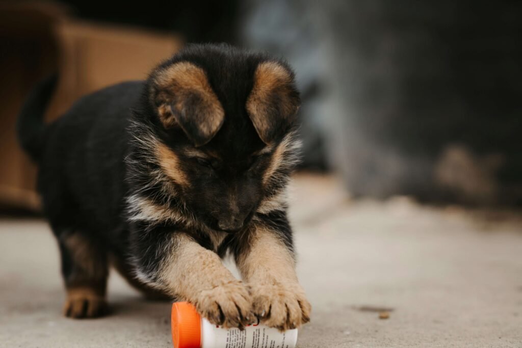 Creating the Perfect Dog Run: Best 7 Expert Tips!