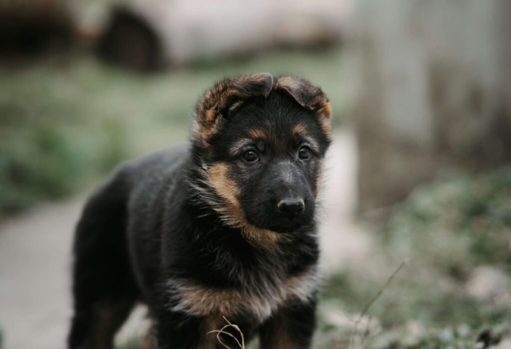 Therapy Dog Breeds: Best 7 Expert Tips!