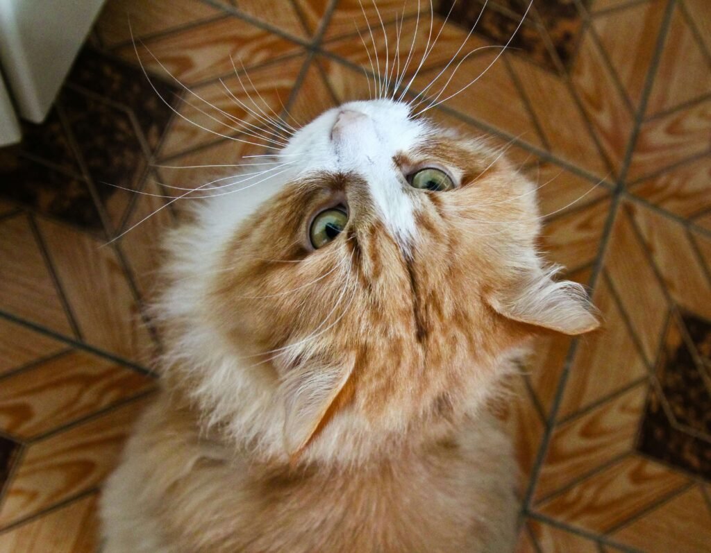 How to Give Cat Medicine: Best 7 Expert Tips!