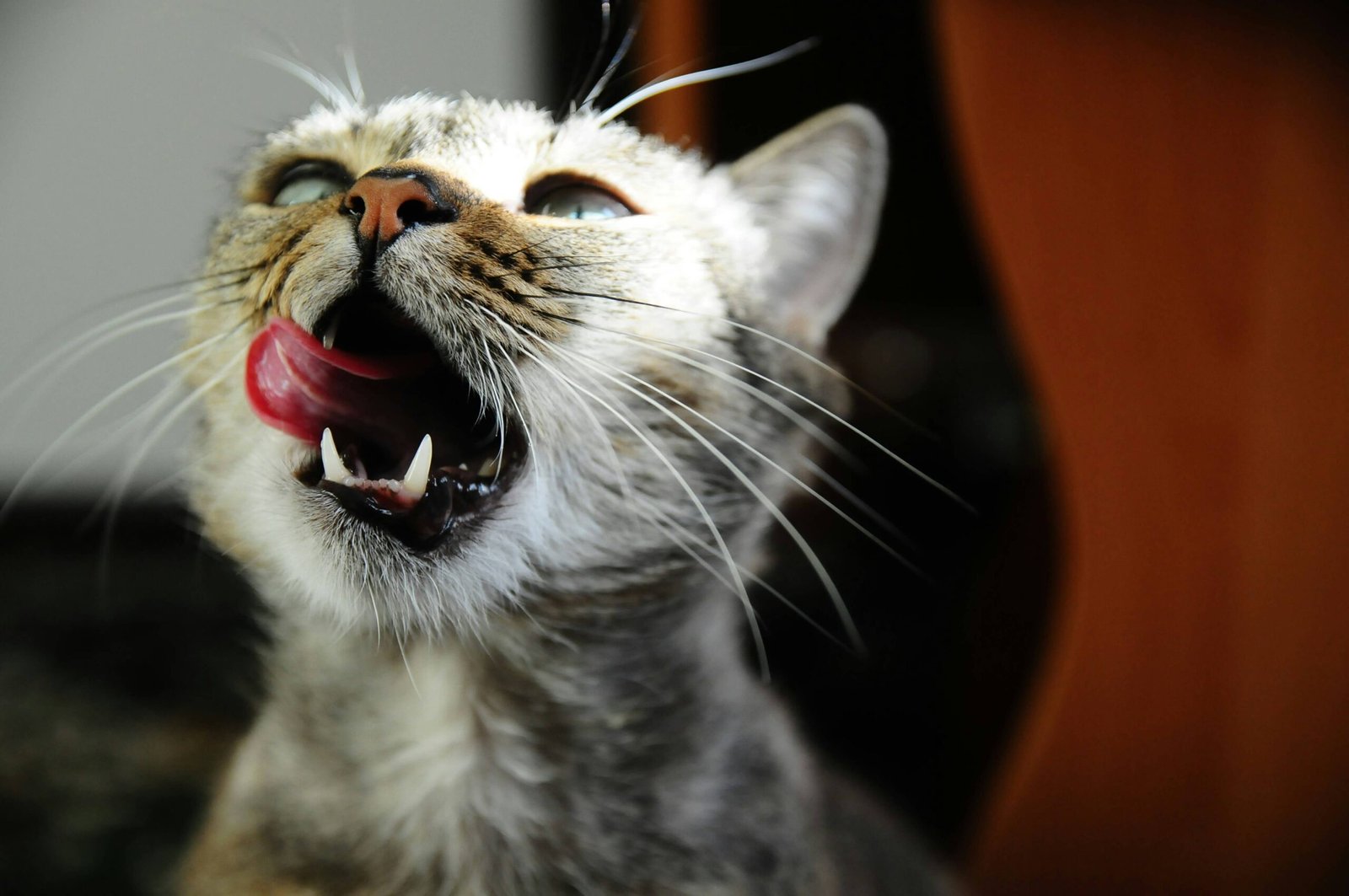 Can Cats Eat Grapes? Best 7 Expert Tips!