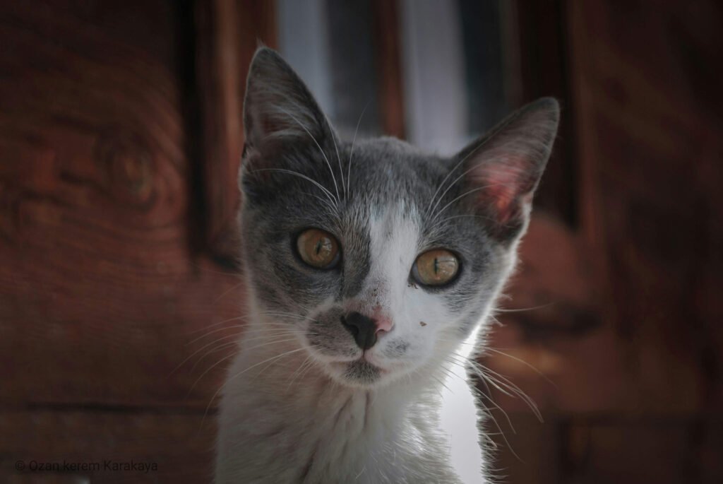 Can Cats Eat Avocado? Best 7 Expert Tips!