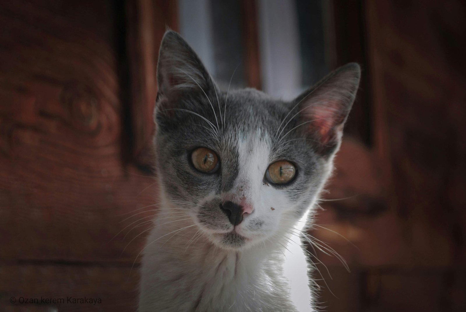 Can Cats Eat Avocado? Best 7 Expert Tips!