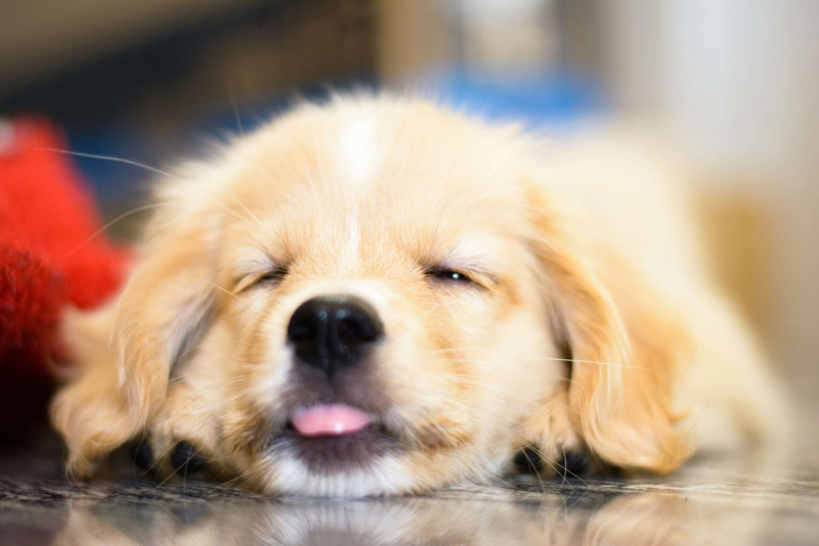 Understanding Peritonitis in Dogs: Best 7 Expert Tips!