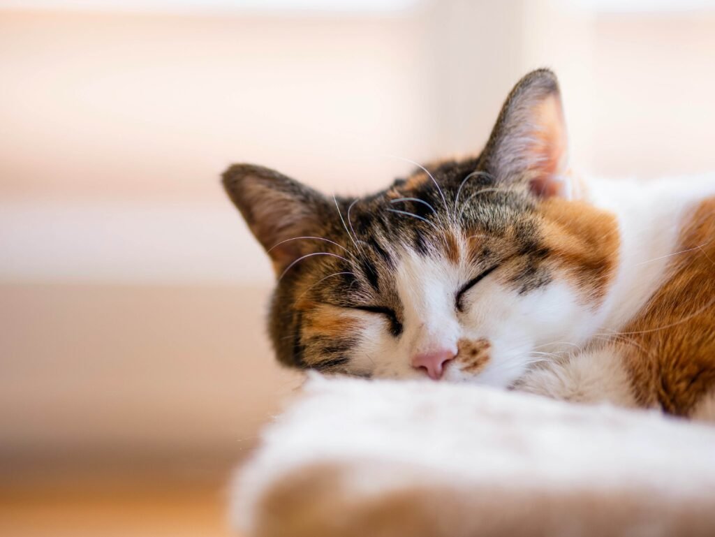 Understanding Cat Regurgitation: Best 7 Expert Tips!