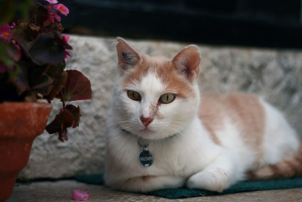Why Does My Cat Throw Up After Eating Wet Food? Best 7 Tips!