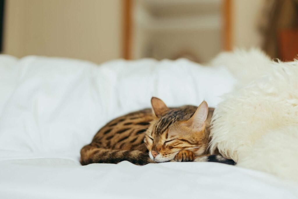 Why Is My Cat Licking Everything? Best 7 Expert Tips!