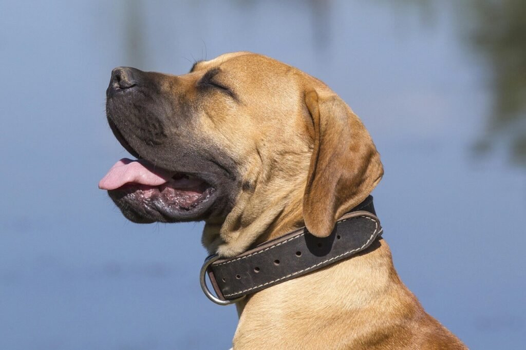 Discovering the Boerboel Dog: Best 7 Expert Tips!
