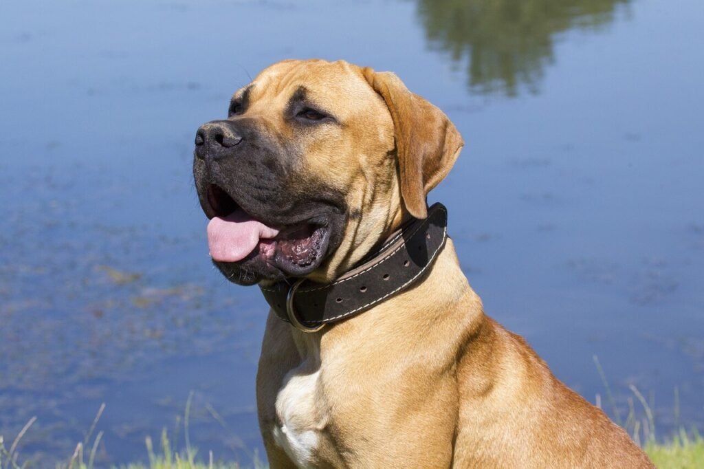 Hydrolyzed Protein Dog Food: Best 7 Expert Tips!