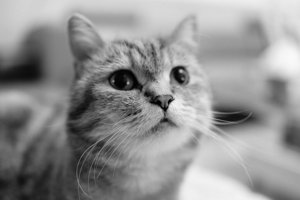 Cat Peeing Next to Litter Box: Best 7 Expert Tips!