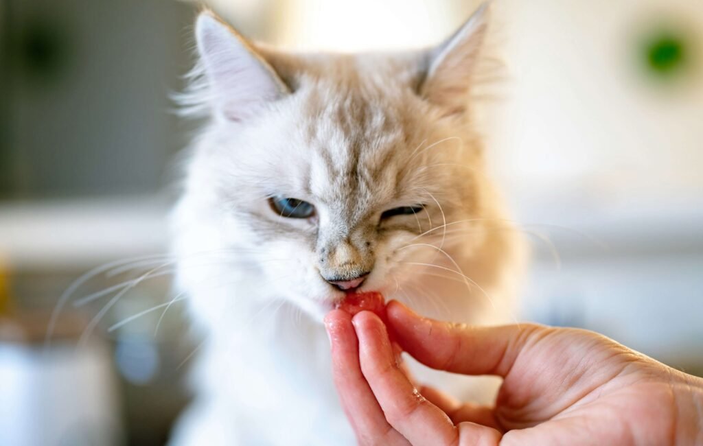 Ingredients to Avoid in Cat Food: Best 7 Health Tips!