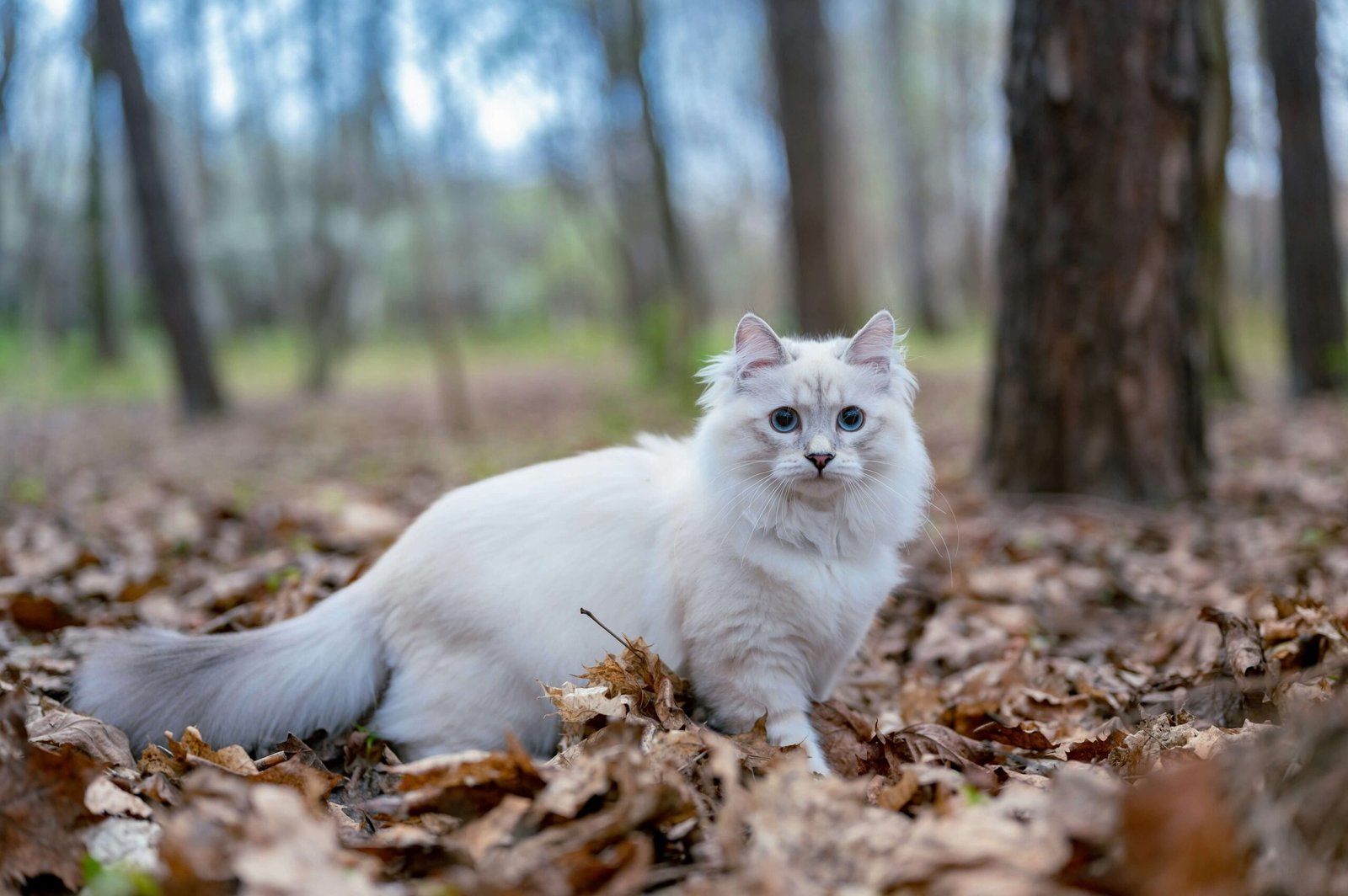 Pale Cat Gums: Best 7 Expert Tips!