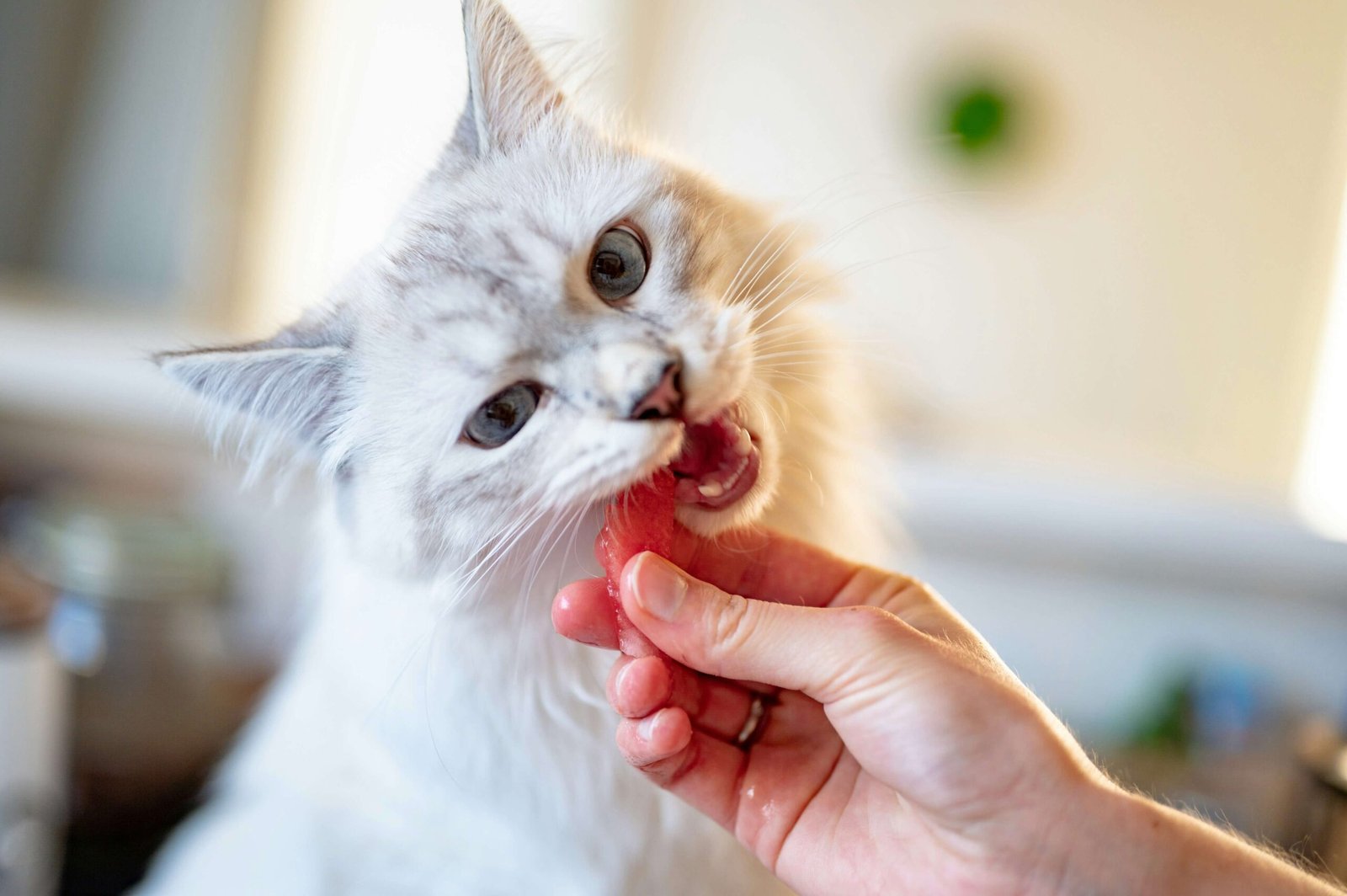 How Often Do Cats Need Rabies Shots? Best 7 Health Tips!