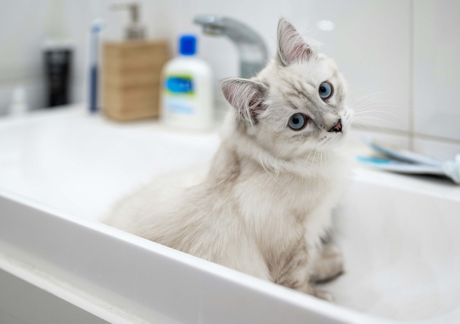 How to Give Your Cat a Bath That Hates Water: Best 7 Tips!