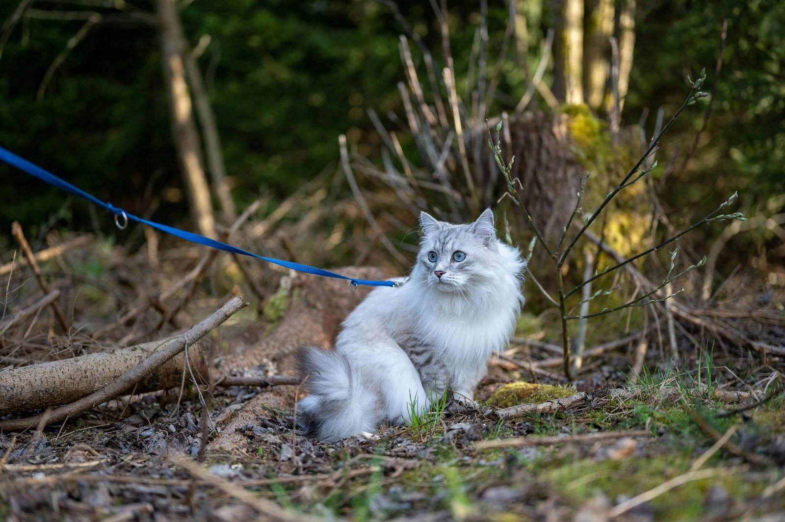 Do Cats Like Leashes? Best 7 Expert Tips!