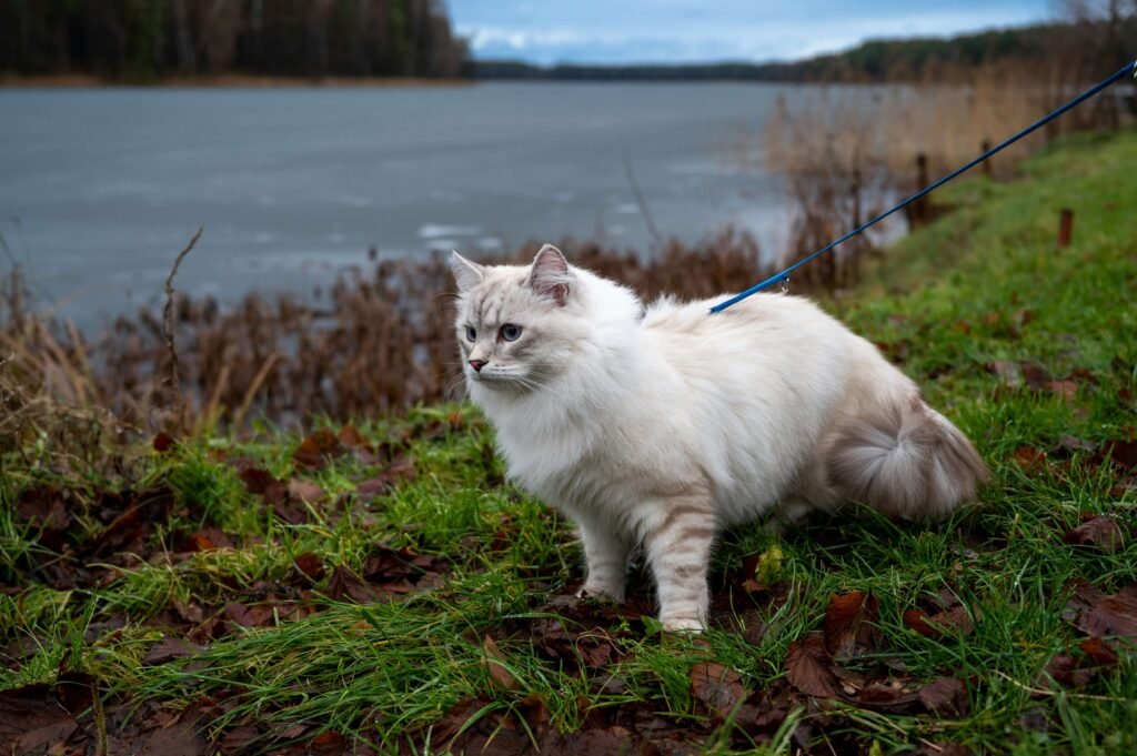 Understanding Cat Constipation: Best 7 Health Tips!