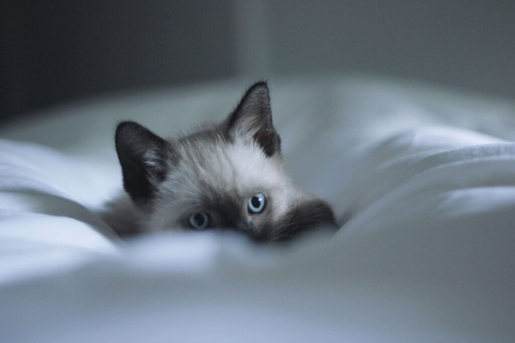Can Cats Eat Shrimp? Best 7 Expert Tips!