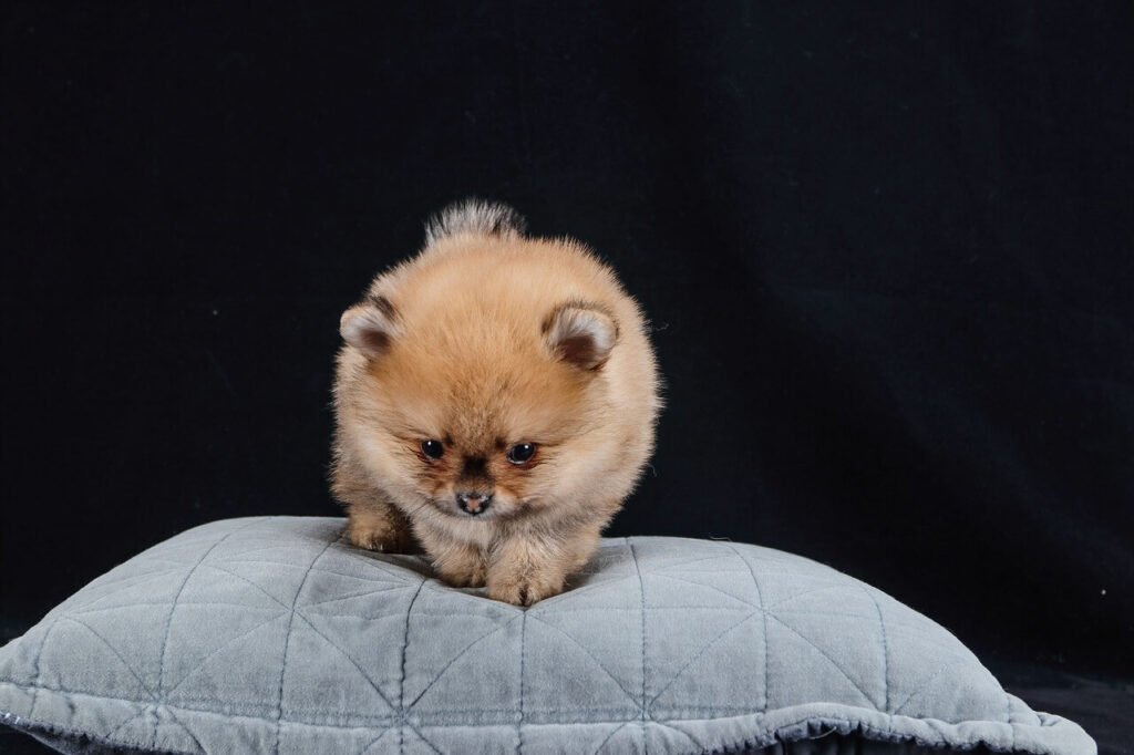 Understanding Brown Discharge in Dog Ear Infections: Best 7 Tips!