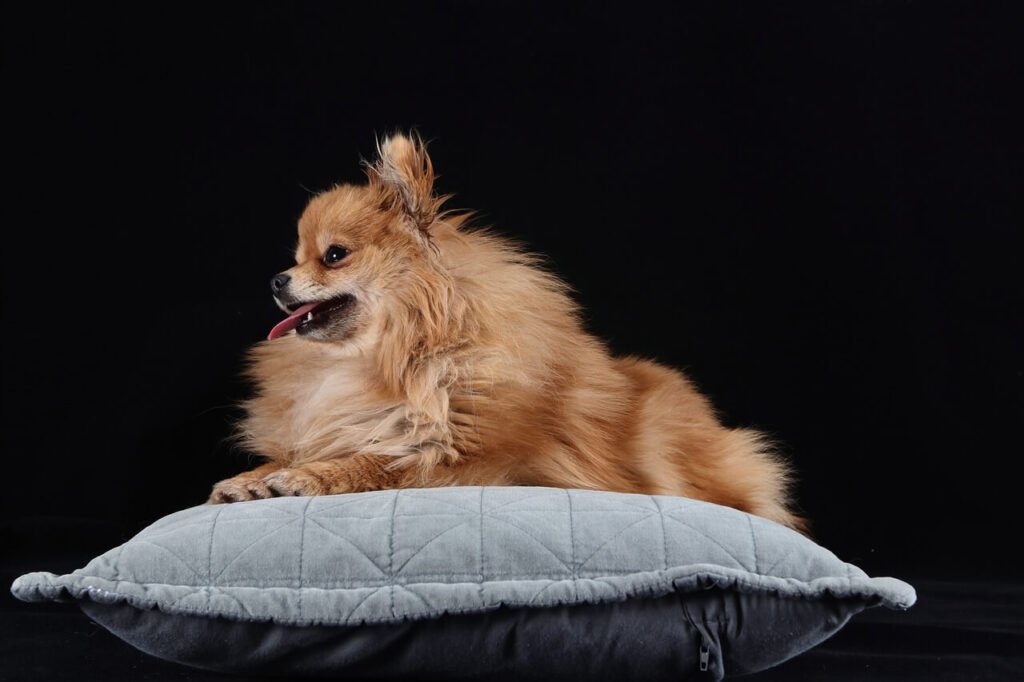 Understanding Dog Heart Rate: Best 7 Expert Tips!