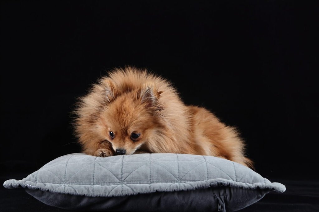 How Much Aspirin Can I Give My Dog? Best 7 Expert Tips!