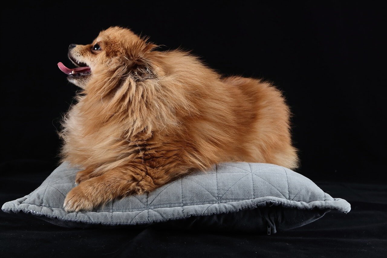 What Does Ringworm Look Like on a Dog? Best 7 Health Tips!