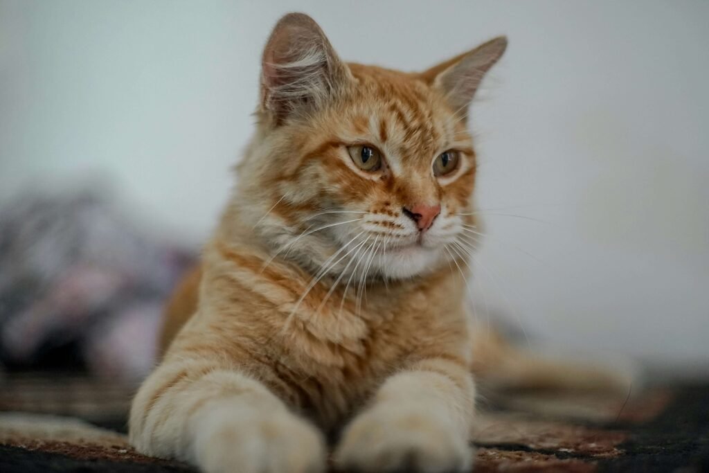 How Long Can a Cat Live with Kidney Disease? Best 7 Tips!