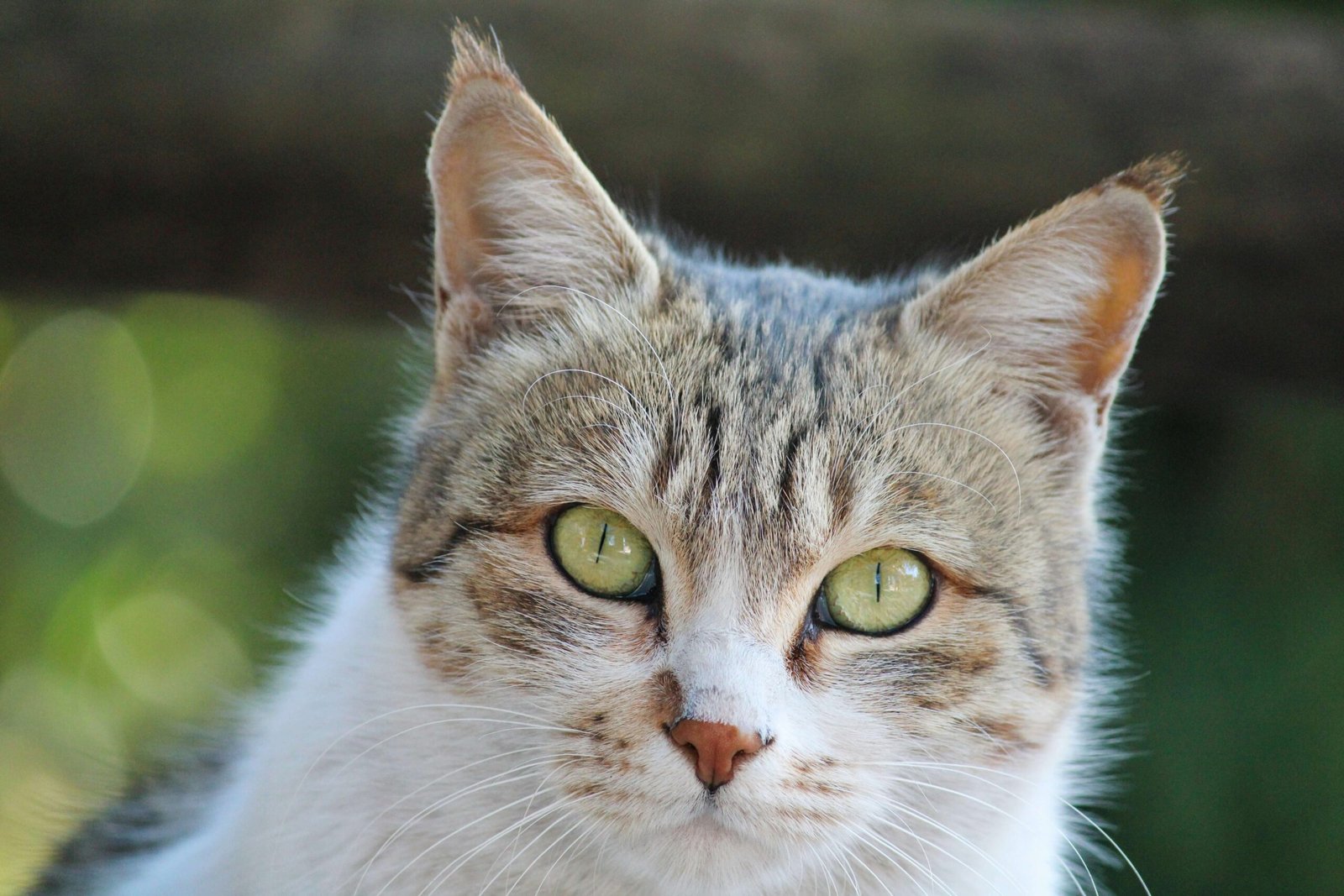 Flea Larvae on Cats: Best 7 Expert Tips!